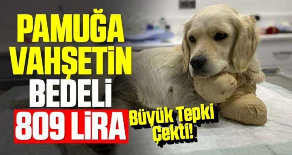 Pamuğa Vahşetin Bedeli 809 Lira