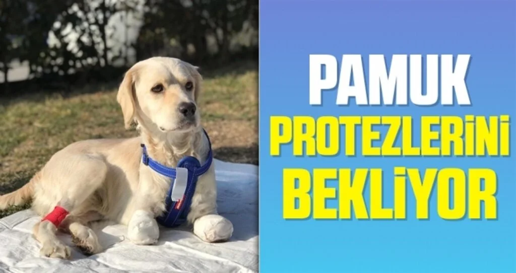 Pamuk protezlerini bekliyor