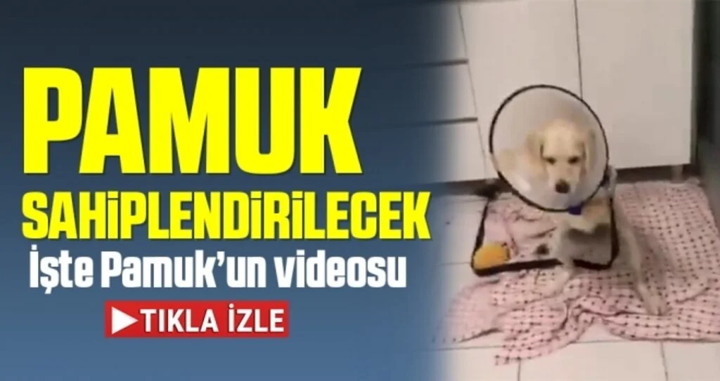 Pamuk sahiplendirilecek 