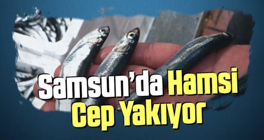 Samsun'da hamsinin kilogram fiyatı 30 liraya çıktı