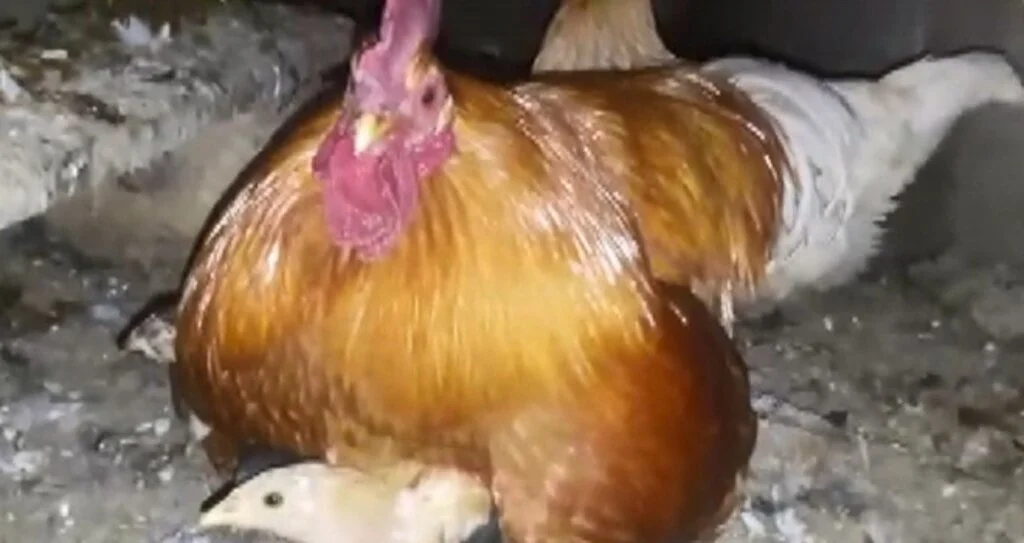 Samsun'da Horoz anne