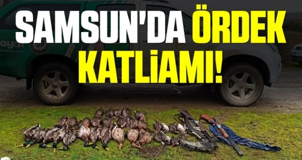 Samsun'da Ördek Katliamı!