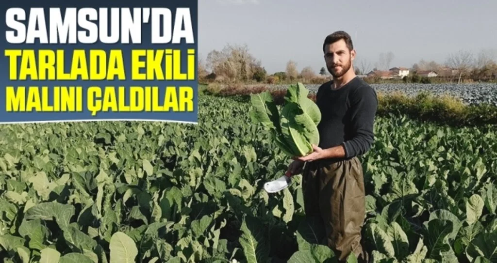 Samsun'da Tarlada Ekili Malını Çaldılar