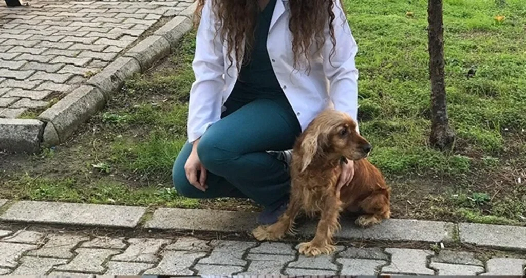 Sevimli dost 'Kukiş' meme tümörünü yendi