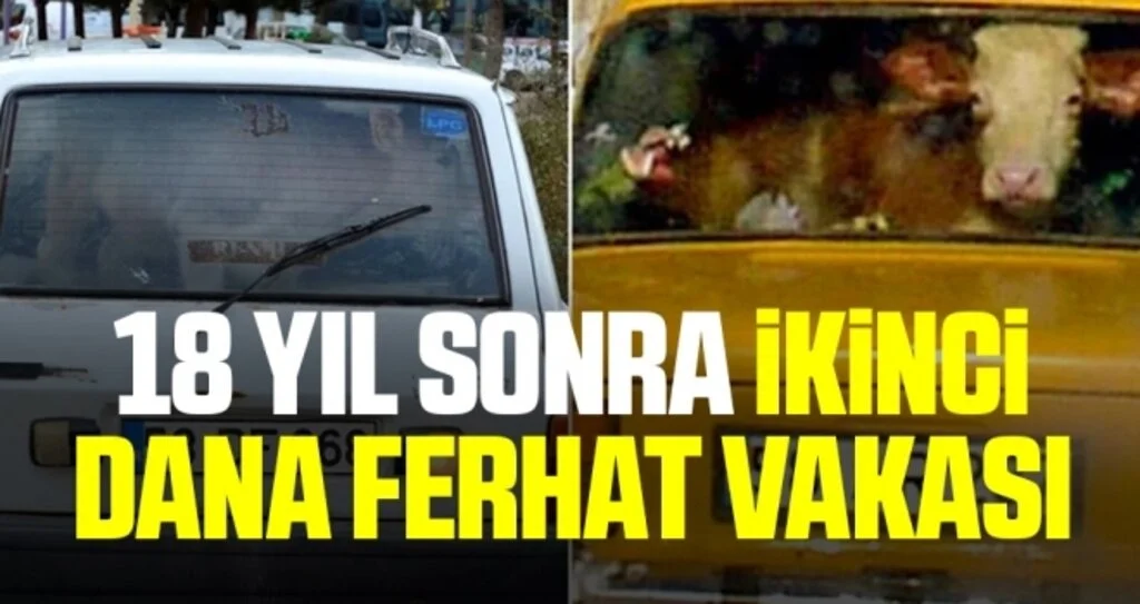 Sivas'ta 18 yıl sonra ikinci dana Ferhat vakası