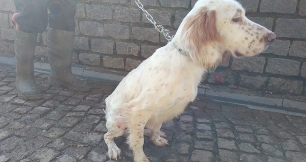 Yaralı köpekler sağlıklarına kavuştu