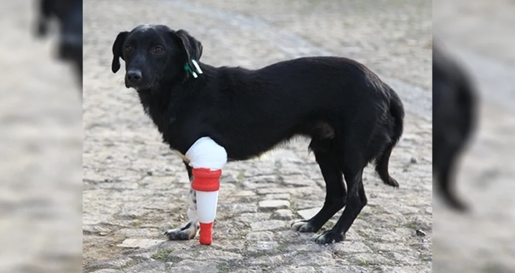 Bacağı kesilen sokak köpeği 3 boyutlu yazıcıdan tasarlanan protezle yürüdü