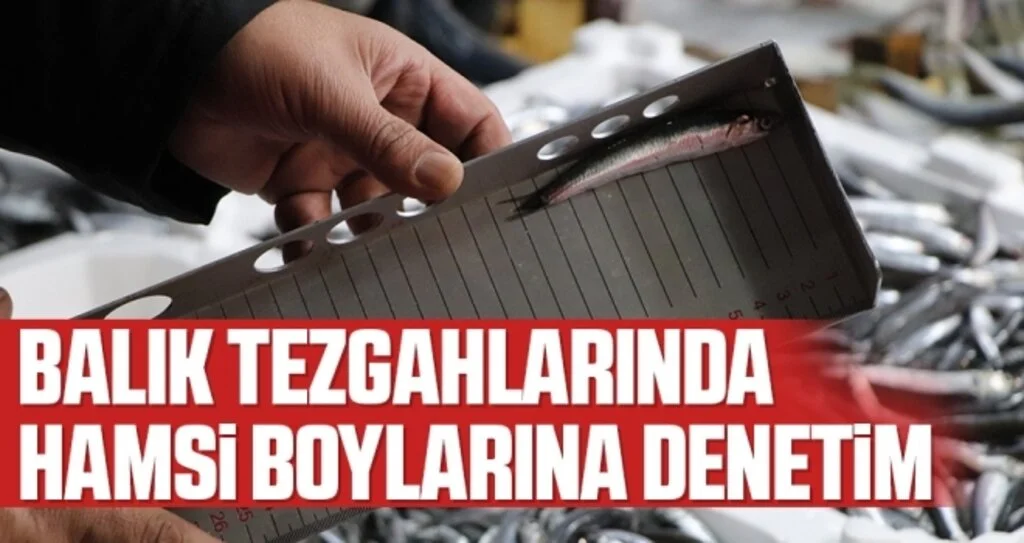 Balık tezgahlarında hamsi boylarına denetim