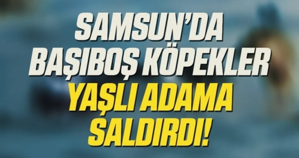 Başıboş köpekler yaşlı adama saldırdı