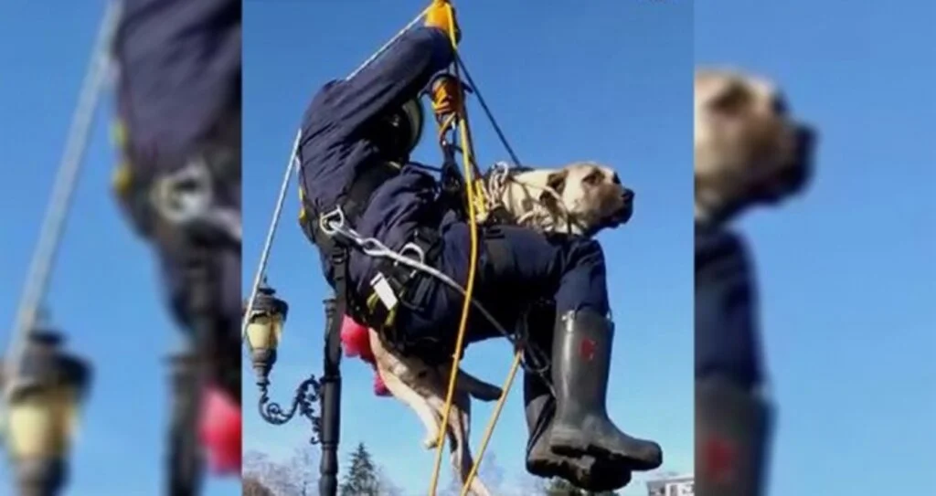 Bitkin haldeki kuğu ve ırmağa düşen köpek kurtarıldı