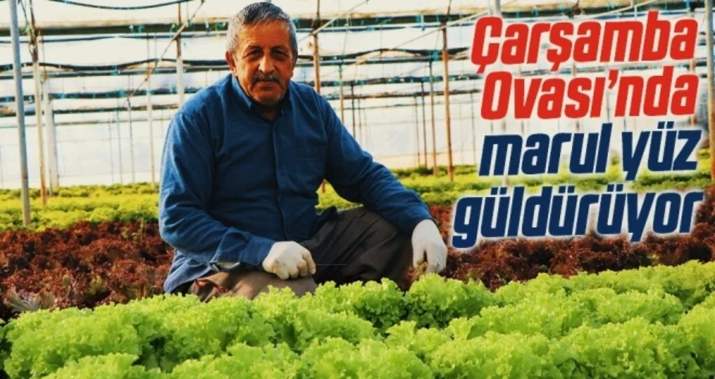 Çarşamba Ovası’nda marul yüz güldürüyor