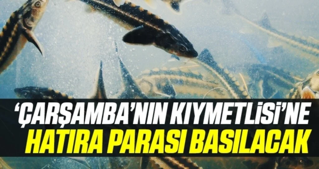 ‘Çarşamba’nın Kıymetlisi’ Mersin Balığı'na Hatıra Para Basılacak