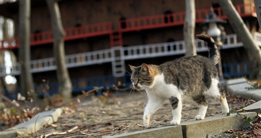 En mutlu kediler "Kedi Kasabası"nda yaşıyor