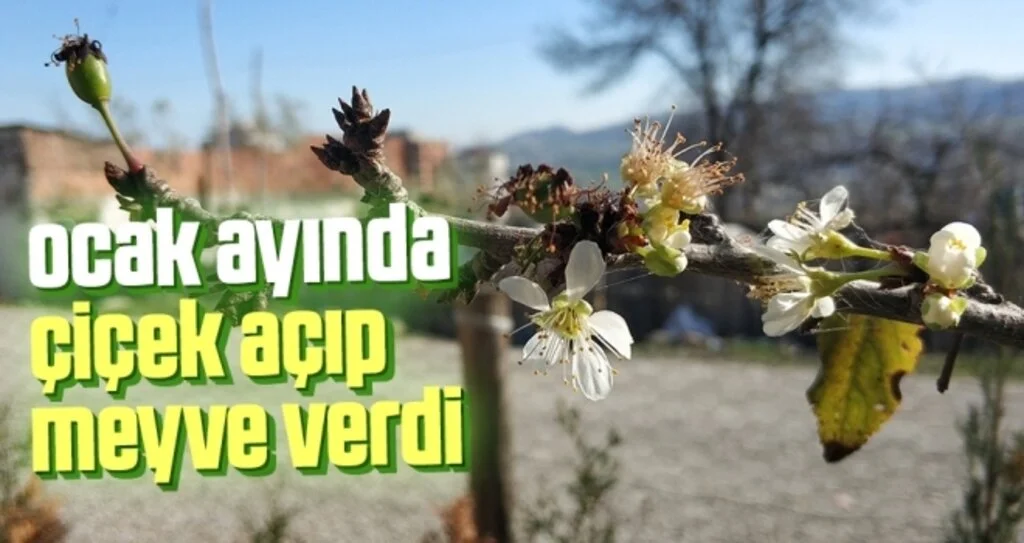 Erik ağacı ocak ayında çiçek açıp meyve verdi