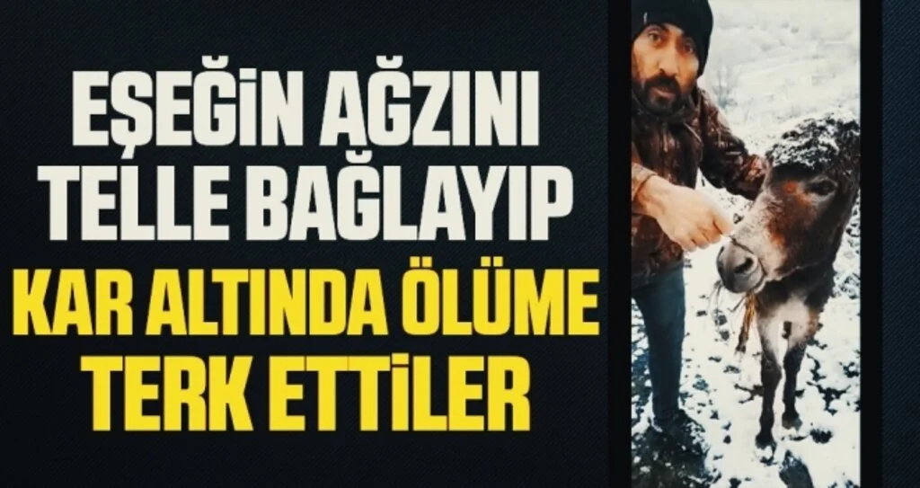 Eşeğin ağzını telle bağlayıp kar altında ölüme terk ettiler