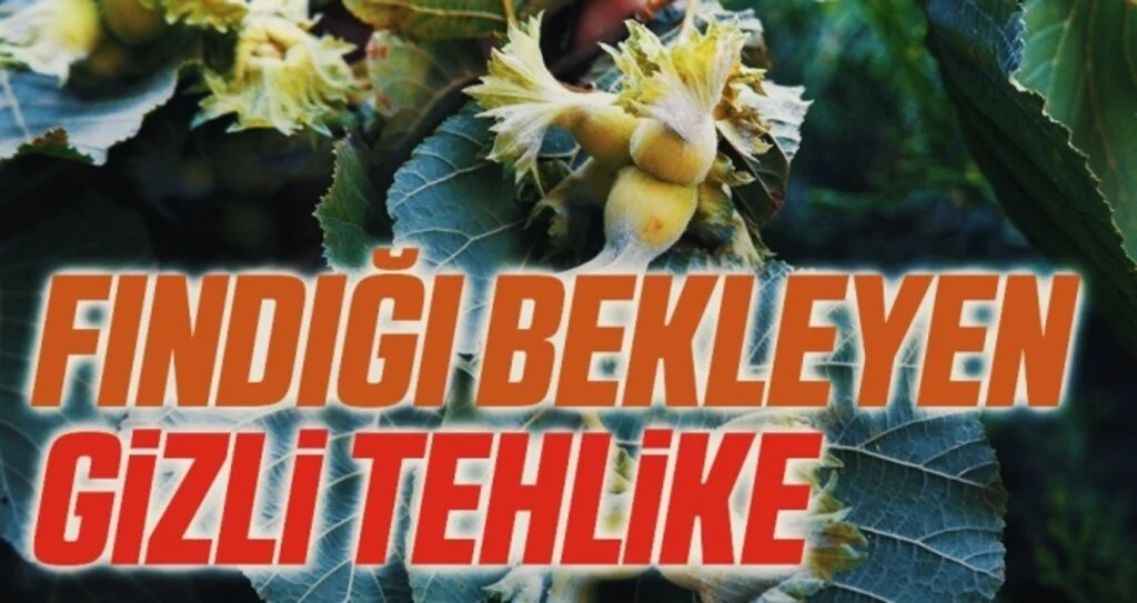 Fındığı bekleyen gizli tehlike