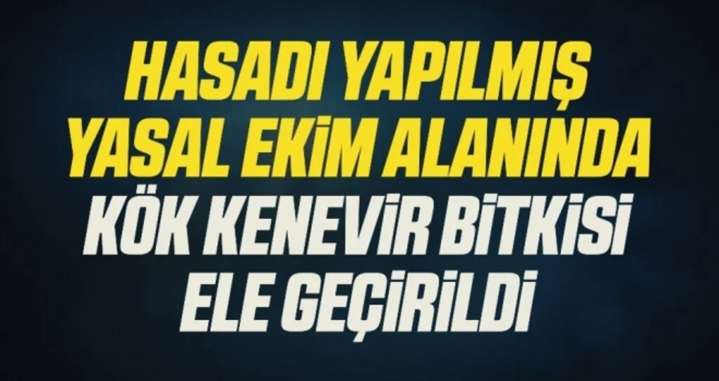 Hasadı yapılmış yasal ekim alanında 475 bin kök kenevir bitkisi ele geçirildi