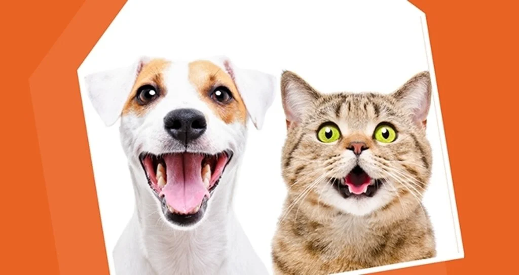 Koçtaş'tan Kedi ve Köpek Mamalarında İndirim Kampanyası