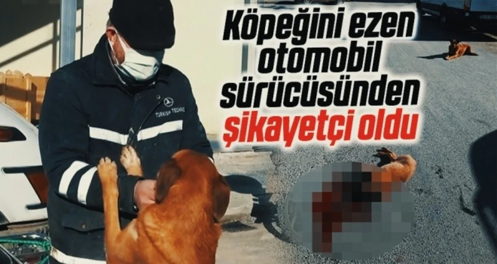 Köpeğini ezen otomobil sürücüsünden şikayetçi oldu