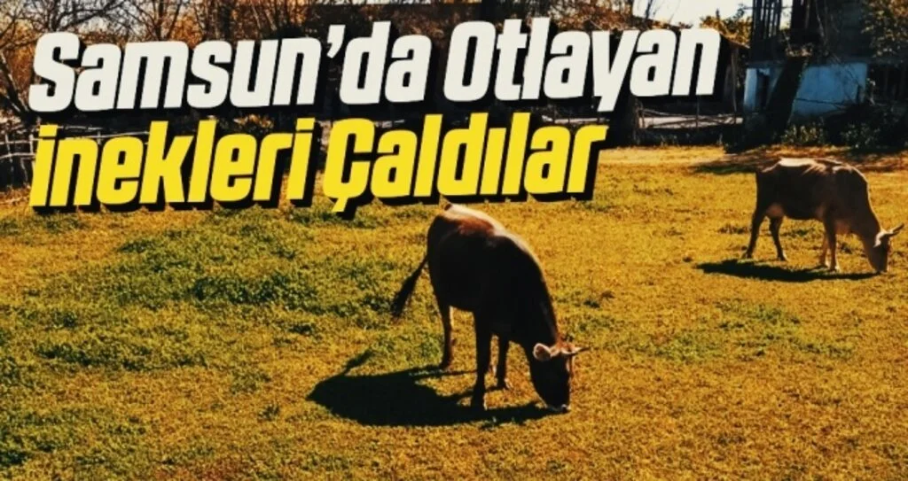 Samsun'da hırsızlar merada otlayan inekleri çaldı