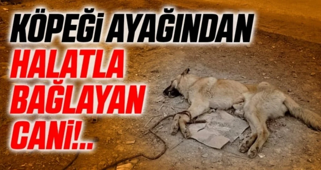 Samsun'da Köpeği Ayağından Halatla Bağlayan Cani!..
