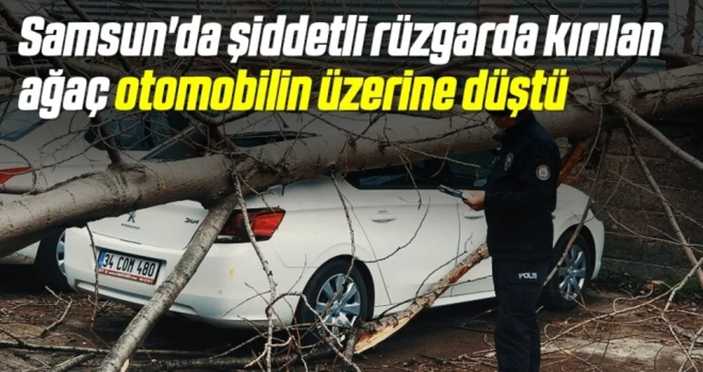 Samsun'da şiddetli rüzgarda kırılan ağaç otomobilin üzerine düştü
