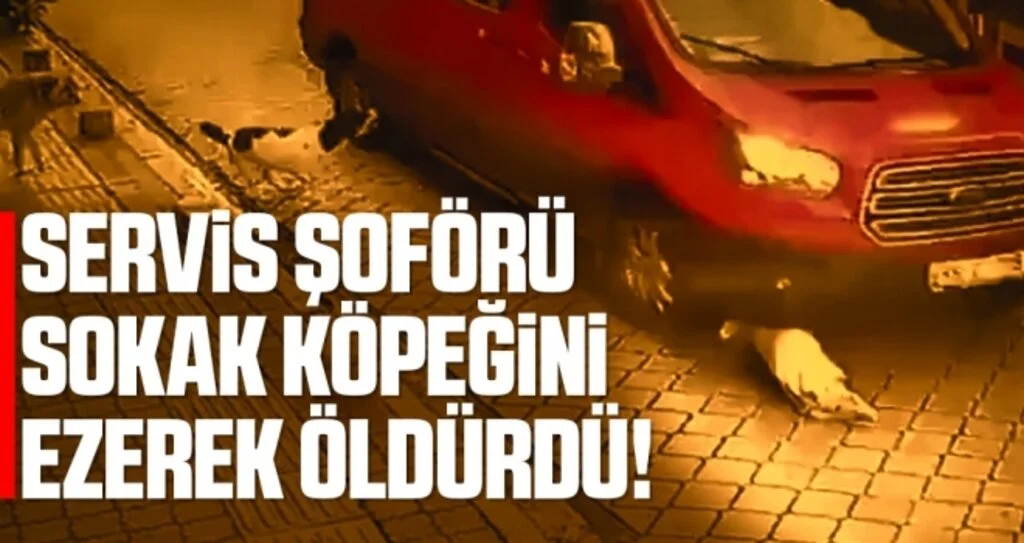 Servis şoförü sokak köpeğini ezerek öldürdü