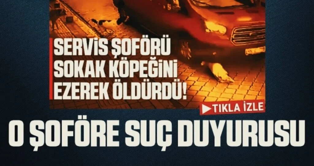 Servis şoförü sokak köpeğini ezerek öldürdü! Suç Duyurusu