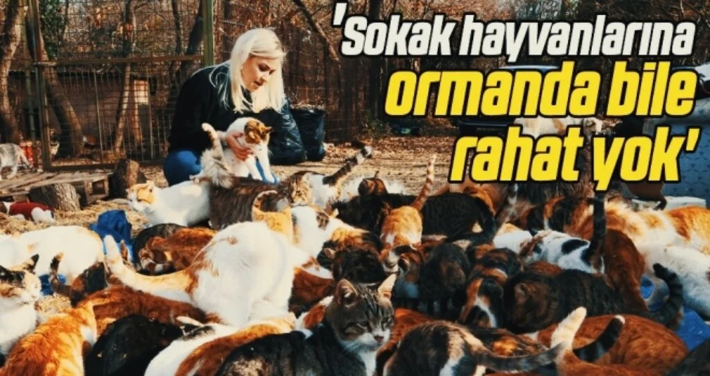 'Sokak hayvanlarına ormanda bile rahat yok'