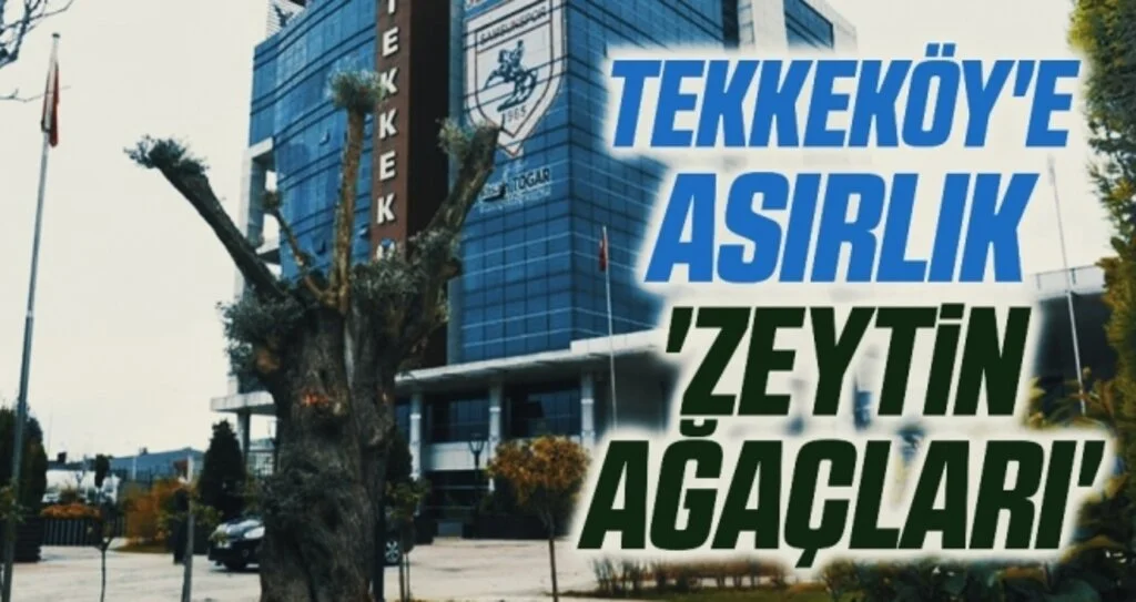 Tekkeköy'e asırlık 'zeytin ağaçları'