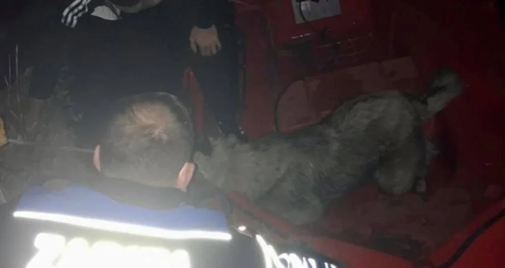 Yeşilırmak'ta mahsur kalan köpeği zabıta kurtardı