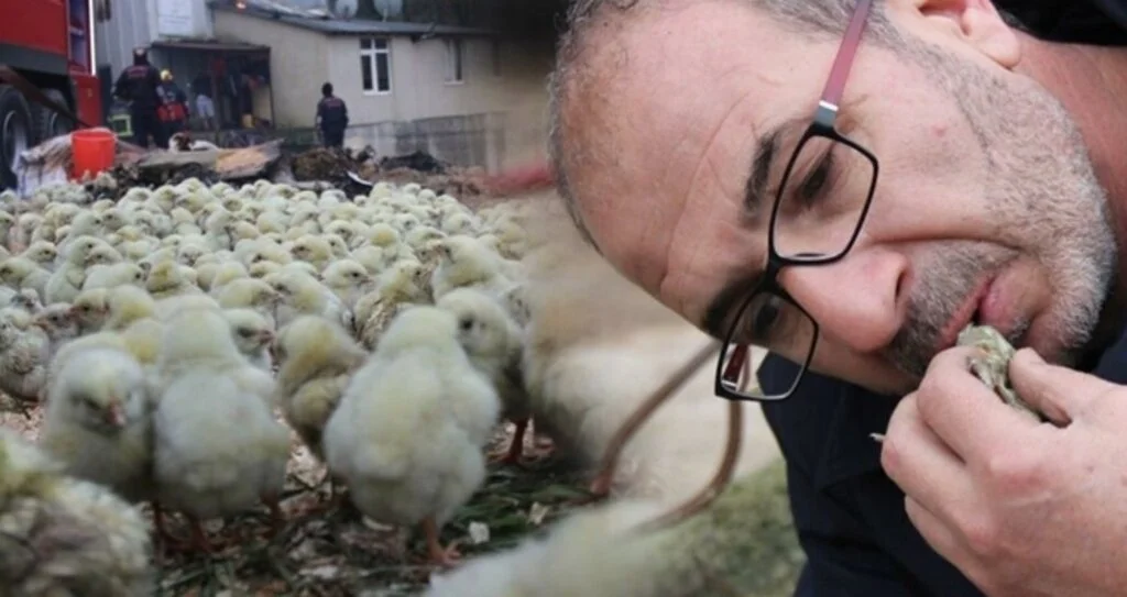 56 bin civcivin bulunduğu çiftlikte yangın