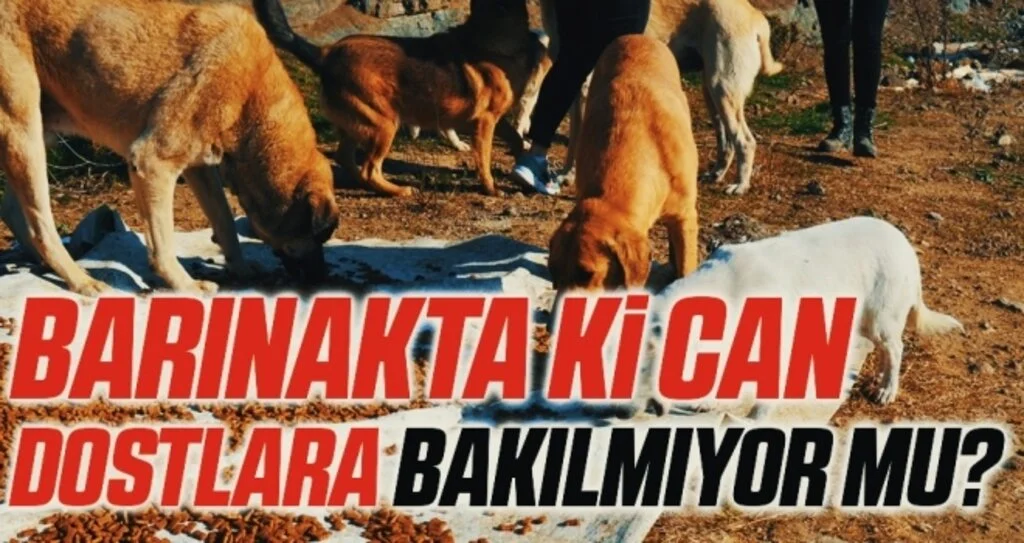 Barınakta ki can dostlara bakılmıyor mu?