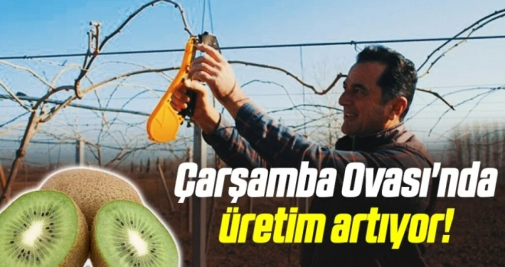 Çarşamba Ovası'nda kivi üretimi artıyor