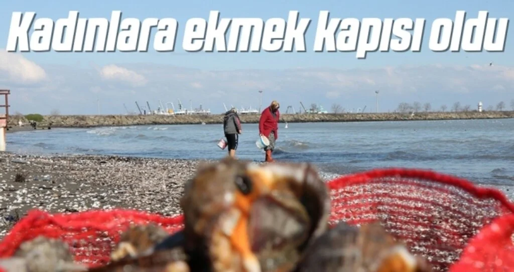 Dalgaların kıyıya attığı salyangozlar kadınlara ekmek kapısı oldu