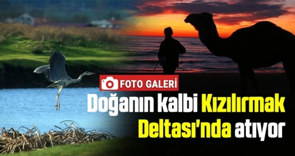 Doğanın kalbi Kızılırmak Deltası'nda atıyor