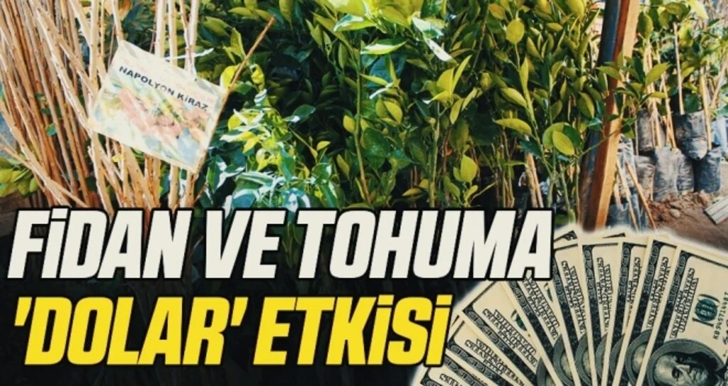 Fidan ve tohuma 'dolar' etkisi