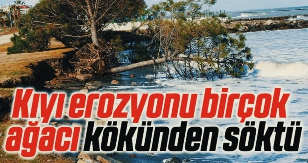 Kıyı erozyonu birçok ağacı kökünden söktü