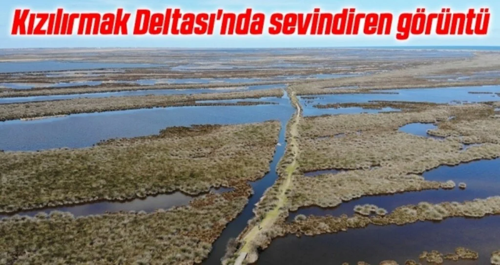Kızılırmak Deltası'nda sevindiren görüntü