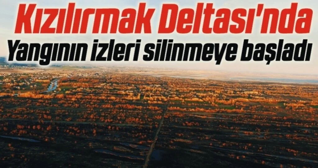 Kızılırmak Deltası'nda Yangının izleri silinmeye başladı