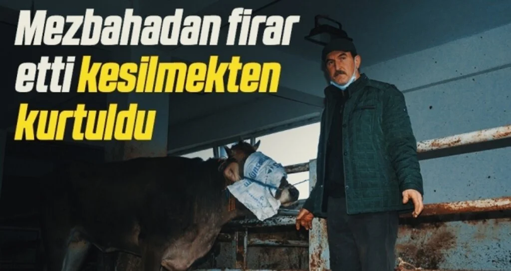 Mezbahadan firar etti kesilmekten kurtuldu 