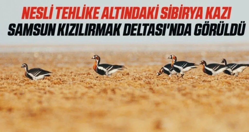 Nesli tehlike altındaki Sibirya kazı Samsun Kızılırmak Deltası'nda görüldü