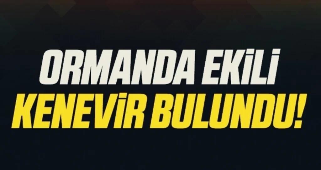 Ormanda ekili bin 227 kök dişi Hint keneviri bitkisi ele geçirildi