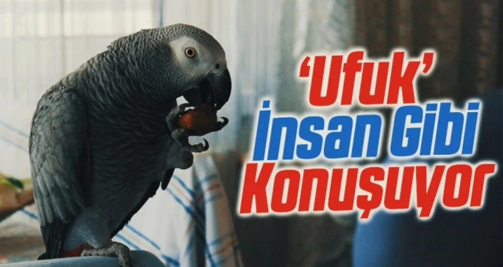 Papağan 'Ufuk' insan gibi konuşuyor