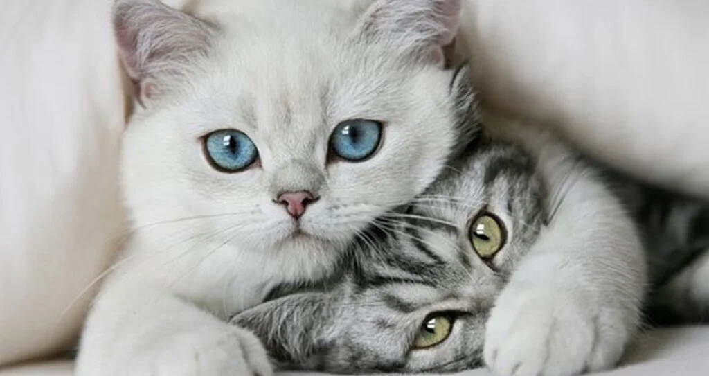 Petkedi’de Yetişkin Kedi Mamaları!
