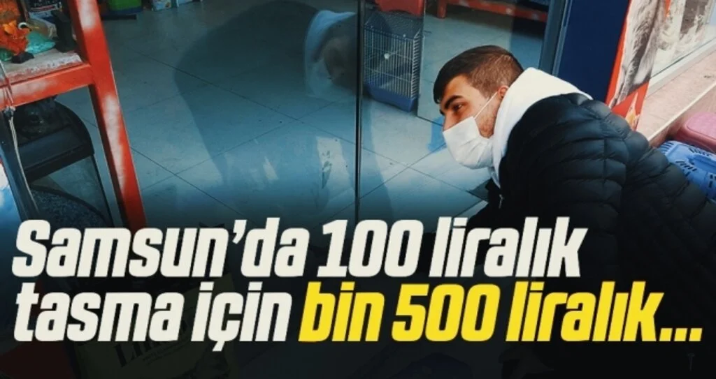 Samsun’da 100 liralık tasma için bin 500 liralık...