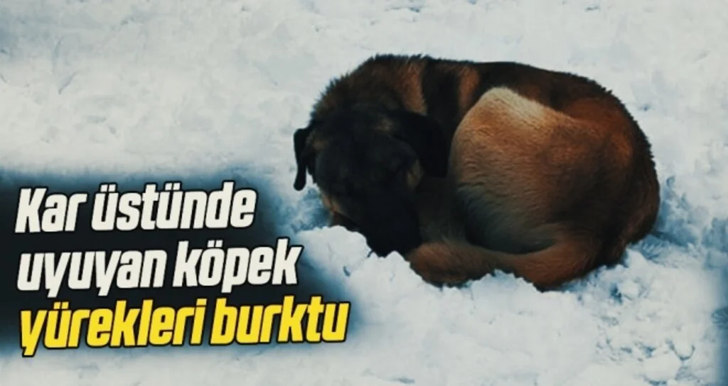 Samsun'da Kar üstünde uyuyan köpek yürekleri burktu