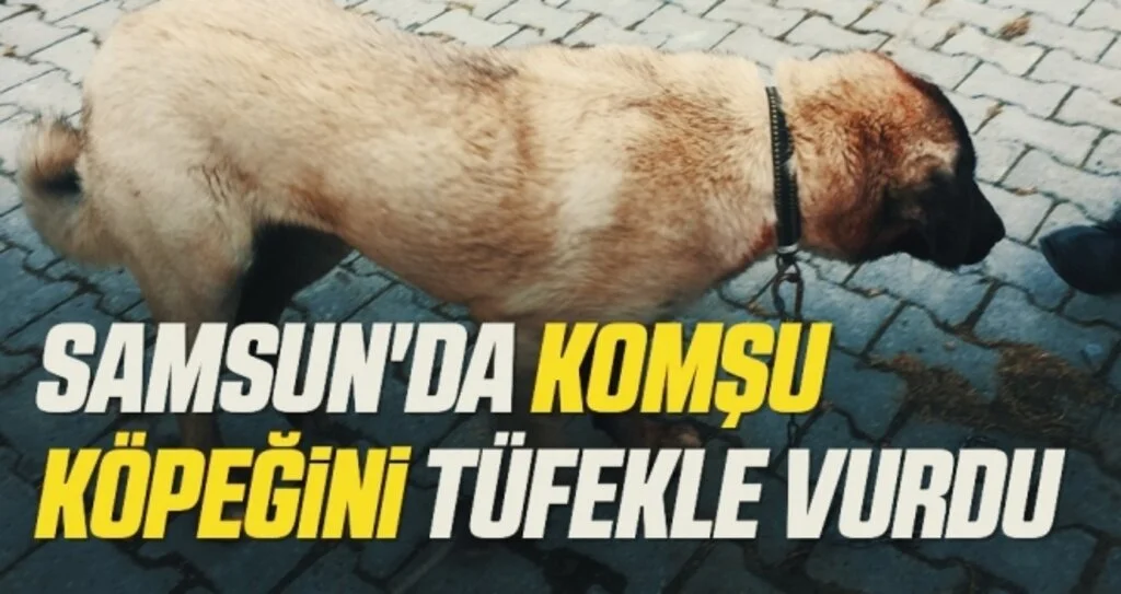 Samsun'da Komşu köpeğini tüfekle vurdu