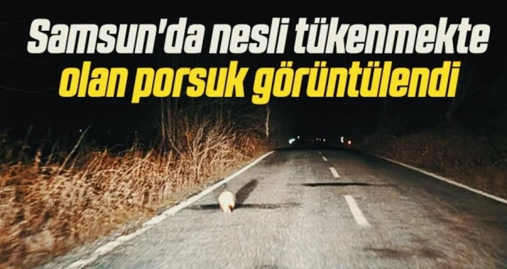 Samsun'da nesli tükenmekte olan porsuk görüntülendi