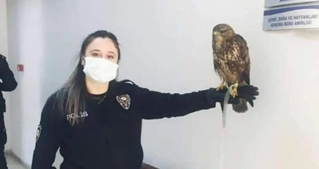 Yaralı doğan yavrusu güvenli ellerde